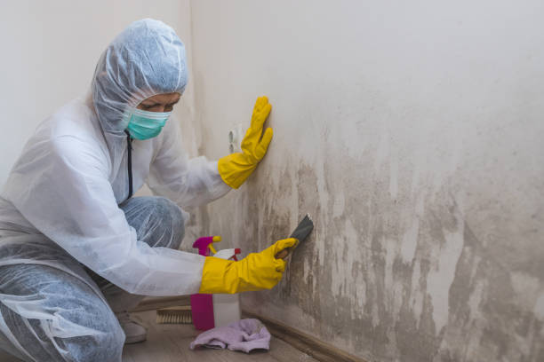 Best Commercial Mold Remediation in Maysville, GA