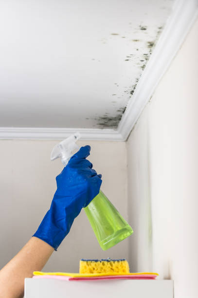Best Mold Remediation for Specific Building Types in Maysville, GA